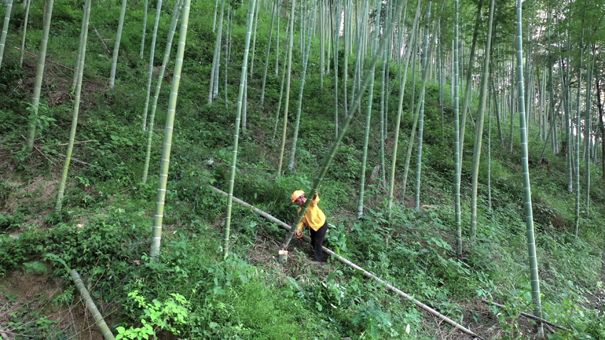 harvesting bamboo