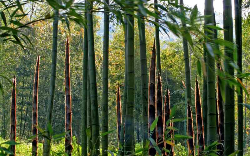 Moso Bamboo is grown in China
