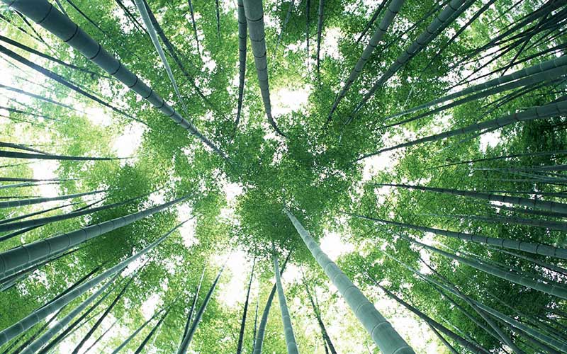 Moso Bamboo from China