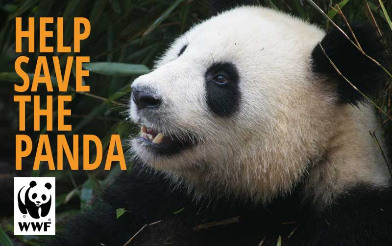 Help Save the Panda