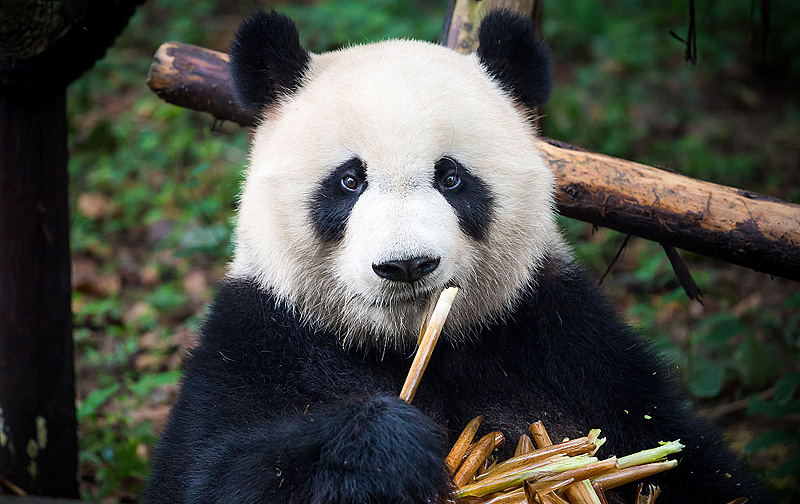 Cute Panda Is Eating Bamboo Panda Giant Panda National Treasure Png