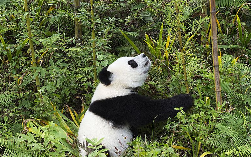 panda eating bamboo in forest