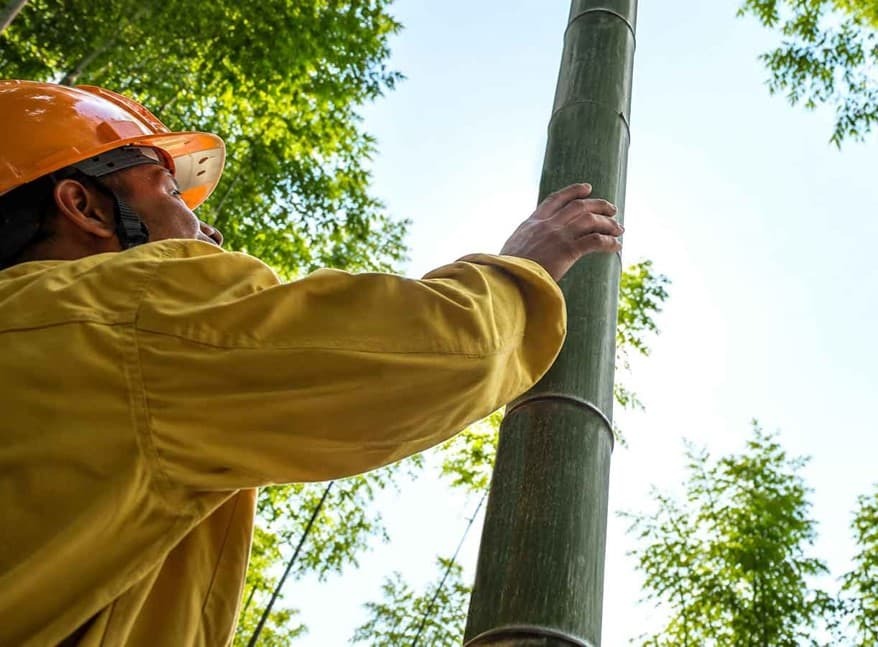 How Strong Is Bamboo
